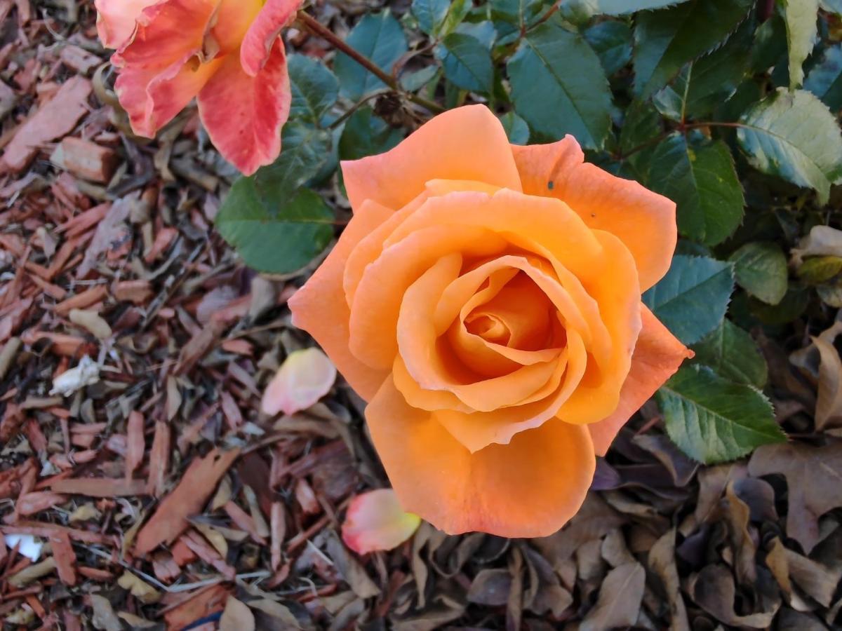 Granbury Gardens Bed And Breakfast Luaran gambar