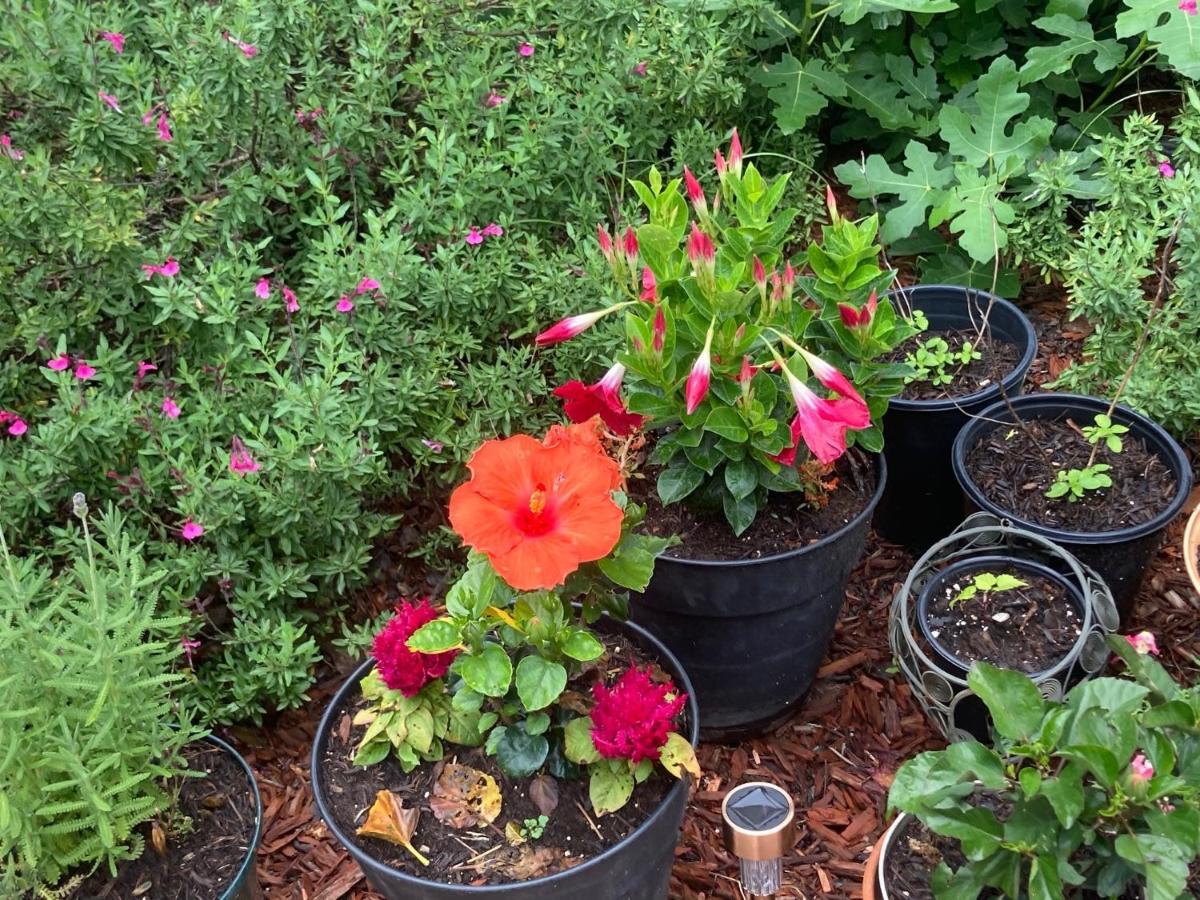 Granbury Gardens Bed And Breakfast Luaran gambar